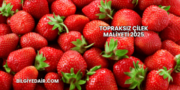 Topraksız Çilek Maliyeti 2025