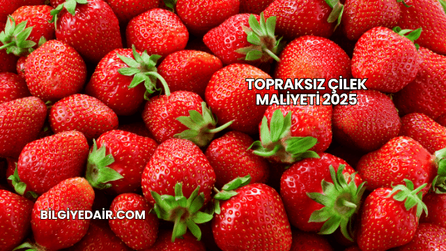 Topraksız Çilek Maliyeti 2025