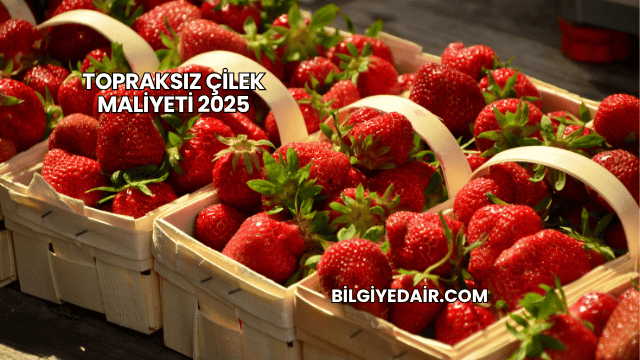 Topraksız Çilek Maliyeti 2025