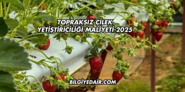 Topraksız Çilek Yetiştiriciliği Maliyeti 2025