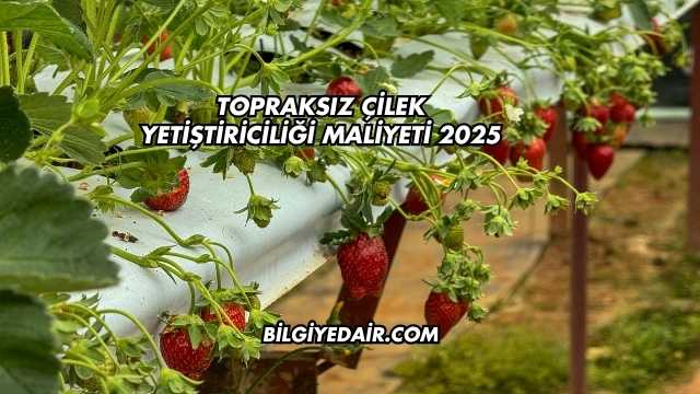 Topraksız Çilek Yetiştiriciliği Maliyeti 2025