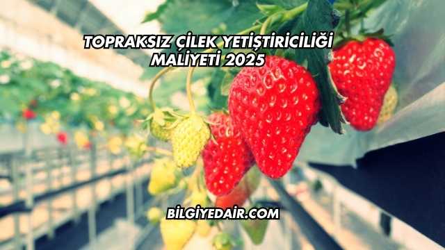 Topraksız Çilek Yetiştiriciliği Maliyeti 2025