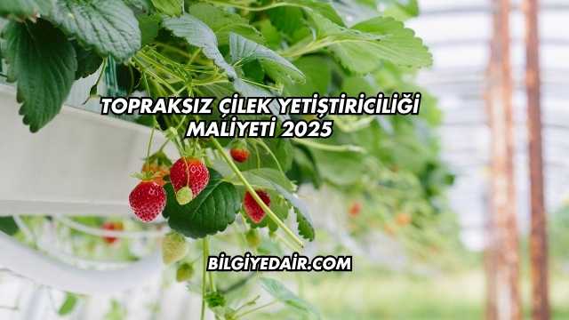 Topraksız Çilek Yetiştiriciliği Maliyeti 2025