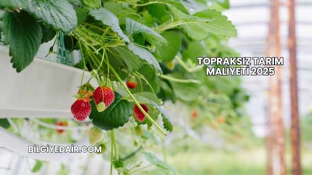 Topraksız Tarım Maliyeti 2025