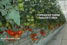 Topraksız Tarım Maliyeti 2025