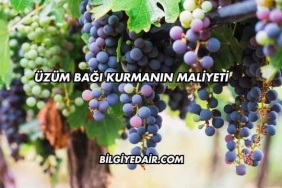 Üzüm Bağı Kurmanın Maliyeti
