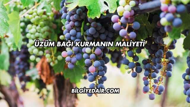 Üzüm Bağı Kurmanın Maliyeti