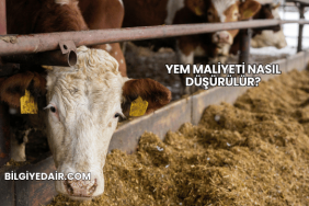 Yem Maliyeti Nasıl Düşürülür?