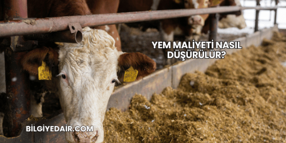 Yem Maliyeti Nasıl Düşürülür?