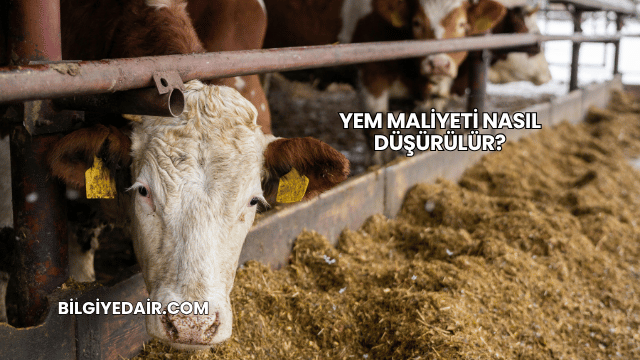 Yem Maliyeti Nasıl Düşürülür?