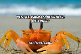 Yengeç Isırması Belirtileri Nelerdir?
