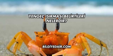 Yengeç Isırması Belirtileri Nelerdir?