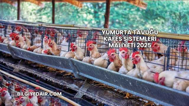 Yumurta Tavuğu Kafes Sistemleri Maliyeti 2025
