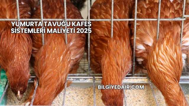 Yumurta Tavuğu Kafes Sistemleri Maliyeti 2025