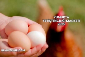 Yumurta Yetiştiriciliği Maliyeti 2025