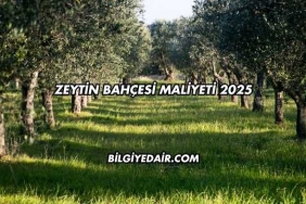 Zeytin Bahçesi Maliyeti 2025