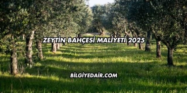 Zeytin Bahçesi Maliyeti 2025