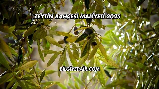 Zeytin Bahçesi Maliyeti 2025