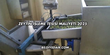 Zeytin İşleme Tesisi Maliyeti 2025