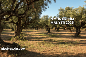 Zeytin Üretim Maliyeti 2025