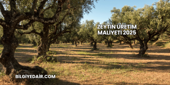 Zeytin Üretim Maliyeti 2025