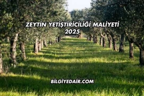Zeytin Yetiştiriciliği Maliyeti 2025