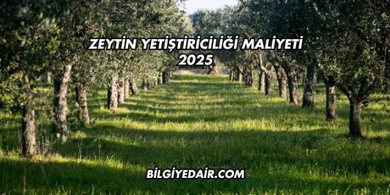 Zeytin Yetiştiriciliği Maliyeti 2025