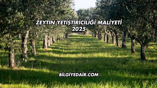 Zeytin Yetiştiriciliği Maliyeti 2025