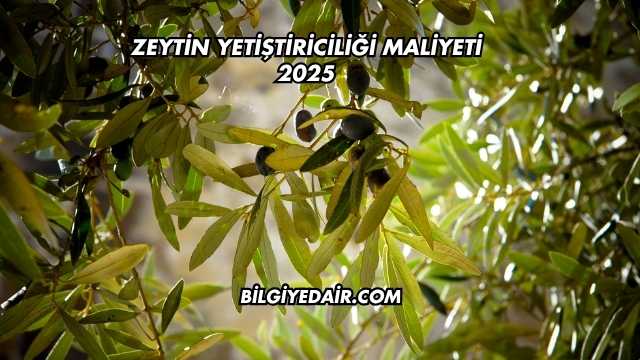 Zeytin Yetiştiriciliği Maliyeti 2025