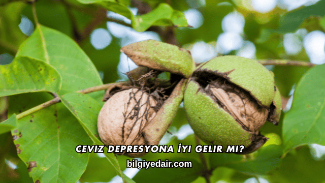 Ceviz Depresyona İyi Gelir mi?