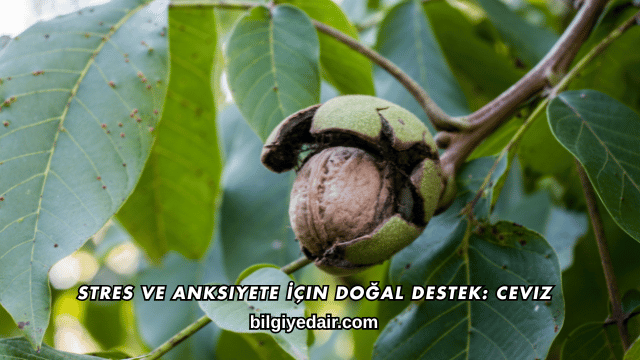 Stres ve Anksiyete İçin Doğal Destek: Ceviz